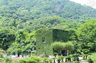 南白象一老宅满墙爬山虎 成降暑神器(图)