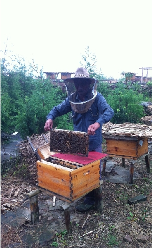 养蜂工具_悬崖养蜂_养蜂收入