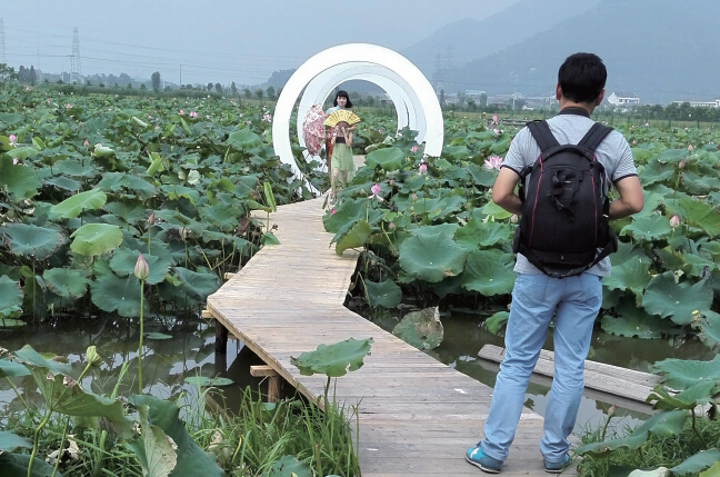 马鞭草遍地荷花池扎堆 农业观光园投资劝不住