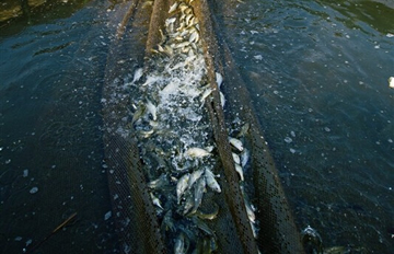 大家爱吃的黄鱼是怎么养出来的 听黄鱼的自述