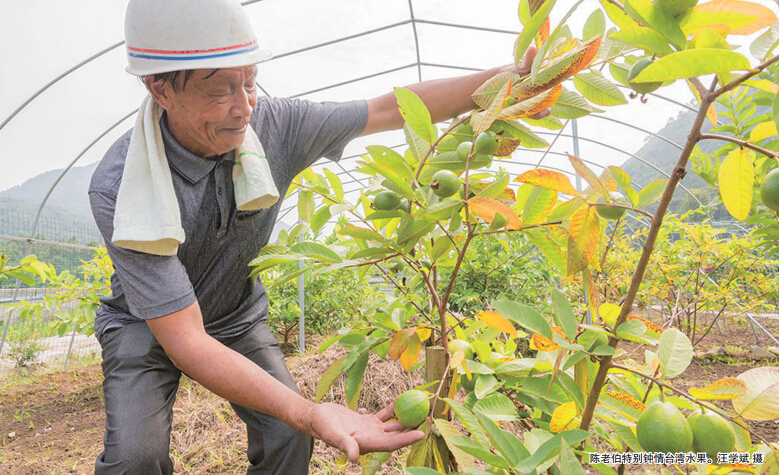 永嘉古稀老汉种16亩浪漫紫薇花 免费对外开放