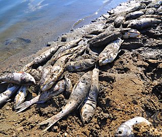 山东日照一水库水容减少 鱼类缺氧大量死亡