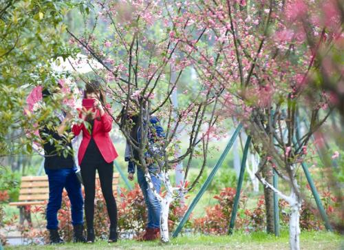 温州城市公园春光无限好 姹紫嫣红恭候赏花客