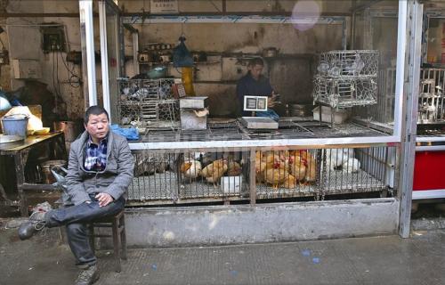 温州农贸市场家禽生意清淡 餐饮店停售禽类菜