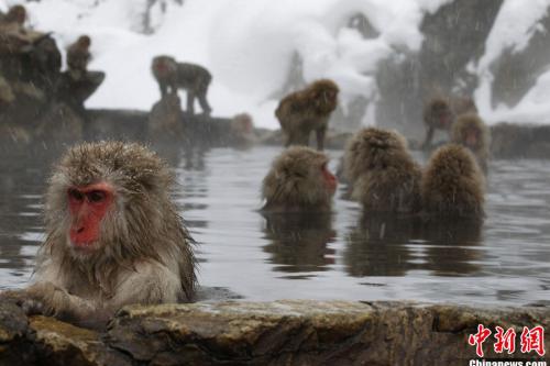 日本猴子边泡温泉边玩手机 不发个朋友圈就白