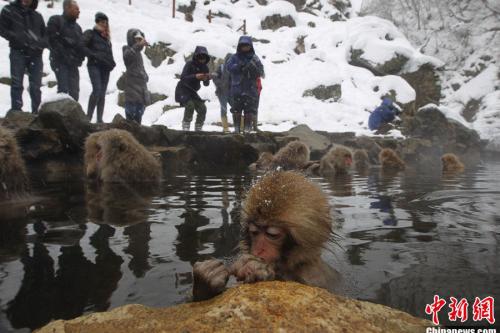 日本猴子边泡温泉边玩手机 不发个朋友圈就白