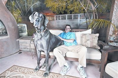 巨型犬打交道的45年中