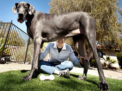 美国亚利桑那大狗身高109公分全球最高大图