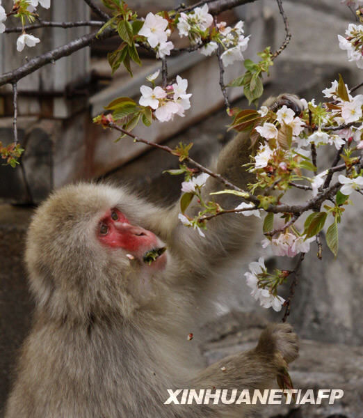  猕猴 戏樱花, 猕猴  樱花  猴山  - 滚动新闻 - 温州网