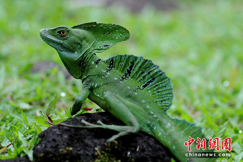 奇妙的哥斯达黎加热带雨林高清组图