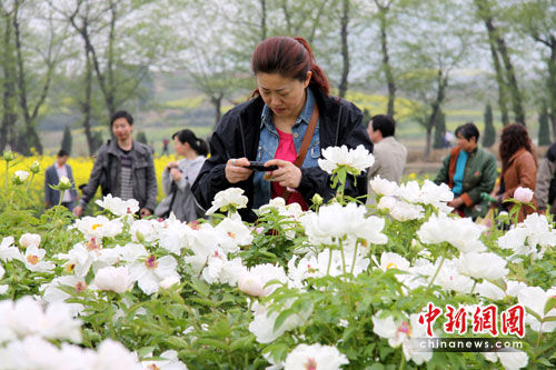 第三届中国(铜陵)凤丹文化旅游节在铜陵县开幕