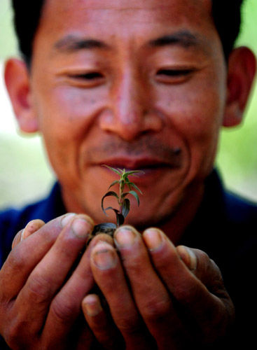 朱昌国在察看准备移栽的新金银花幼苗.新华社记者杨俊江摄