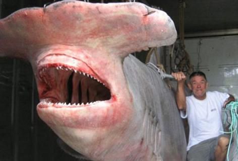 锤头双髻鲨   渔民们从澳大利亚东海岸暖水域捕到一只巨大的鲨鱼,这令
