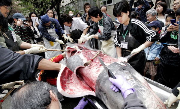 血腥残忍!震撼揭露血腥日本猎鲸全过程_捕鲸 