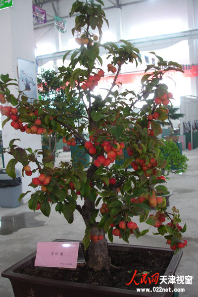 盆栽展品:冬红果