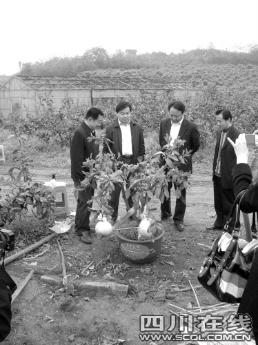 3个大汉护驾 矮晚柚运往世博会(组图),盆景 大汉