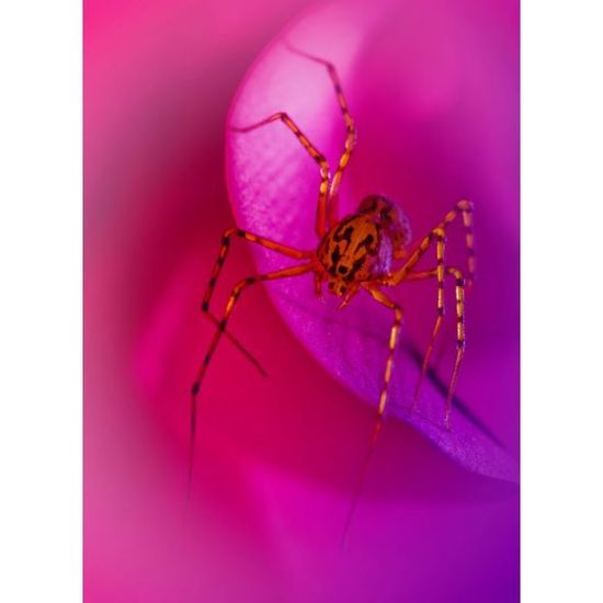 昆虫亮色微距摄影透明蜘蛛走钢丝组图