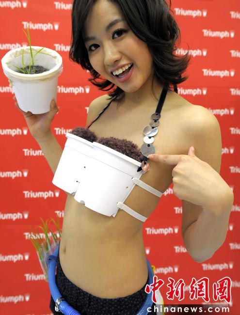 日本美女胸部培育水稻(图),水稻 日本美女 胸部