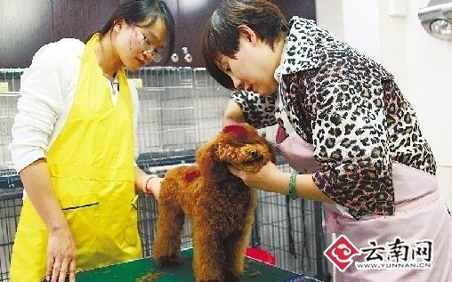 10万元开宠物美容店赚头大 狗狗剪毛洗澡一次