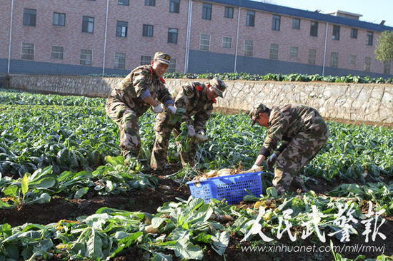 武警8692部队提高冬季蔬菜生产自补能力