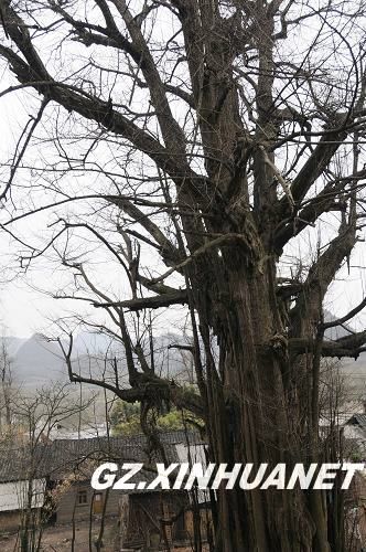 贵州长顺县迁村寨建景区保护植物界的熊猫