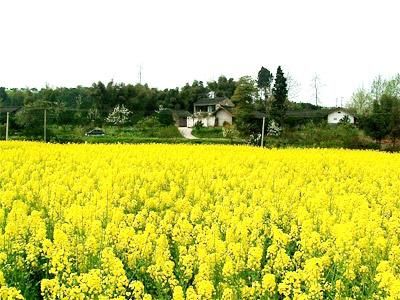 大美大善油菜花