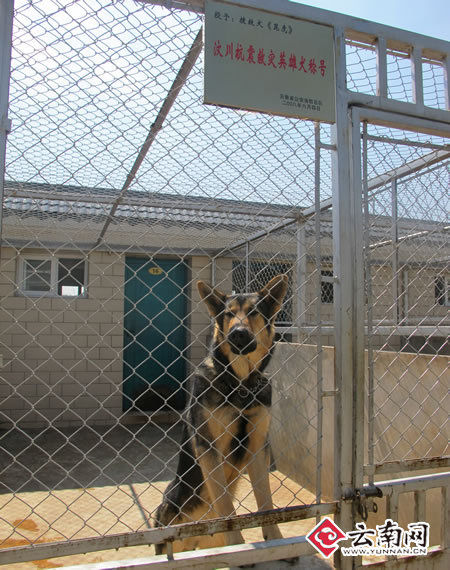 昆明搜救犬培训基地将成全国搜救犬训导员摇篮组图