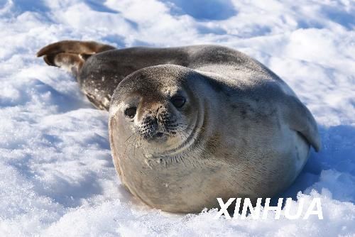 慵懒的南极海豹(4)(图),海豹 南极中山站 哺乳类动物 - 滚动新闻 - 温州网