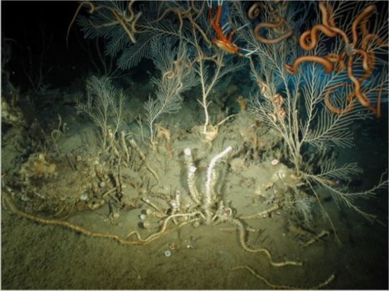 揭秘墨西哥湾海底世界:奇异生物以石油为食(组图)