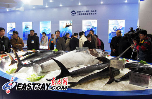 5.7万元! 国际极品蓝鳍金枪鱼在沪卖出(图)_金