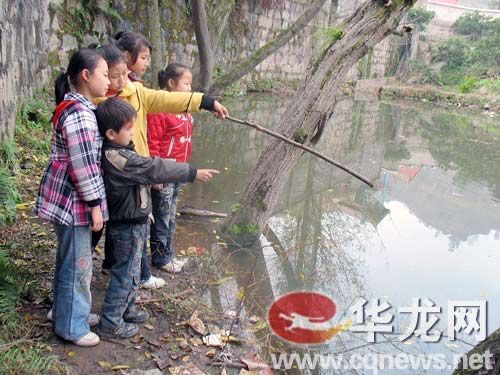 重庆4名小学生联手救起5岁落水男孩(图),重庆 