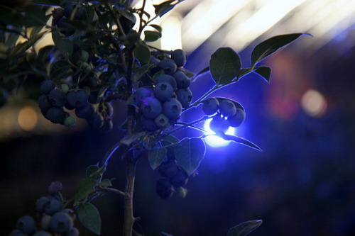 蓝莓之夜倡导蓝莓式乐活体验 一起来吧!_蓝