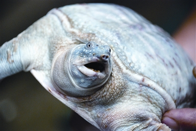 专门抢<em>奸按摩女</em> 浏阳破获一起系列抢劫杀人案