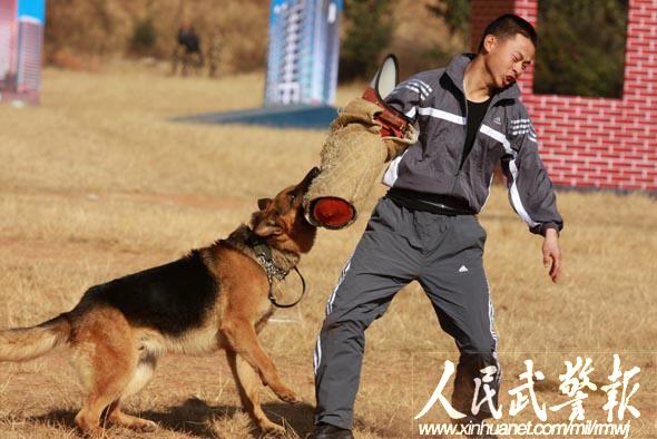 警犬突击抓获逃犯    图片来源:人民武警报利用高科技装备进行侦查