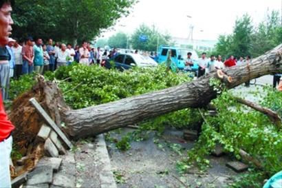 辽宁阜新遇大风冰雹大树折断砸死中考生图