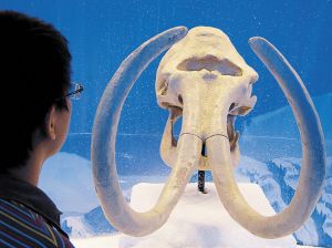 图文:猛犸象实体标本亮相广州