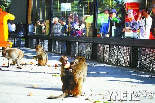 北京动物园猴山硬件改造完成新添玻璃墙图