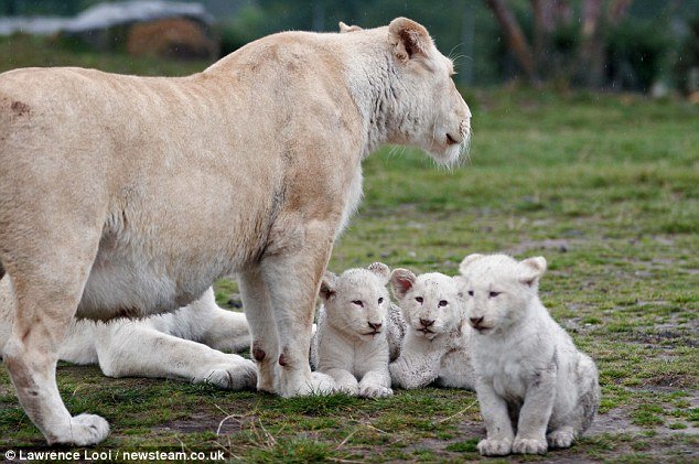 组图:罕见白色狮子三胞胎宝宝亮相英国