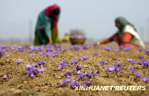 首页 新闻中心 滚动新闻 正文    藏红花种植的历史在印控克什米尔