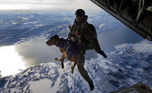 特种兵带嗅探犬从高空练习跳伞(组图)