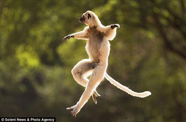 英国摄影师拍下灵长类动物跳跃和翻跟斗瞬间