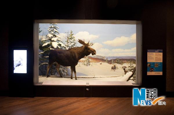 加拿大自然博物馆重新开放