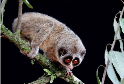 在斯里兰卡的热带丛林中,生活着一种十分可爱的动物"大眼猴儿".