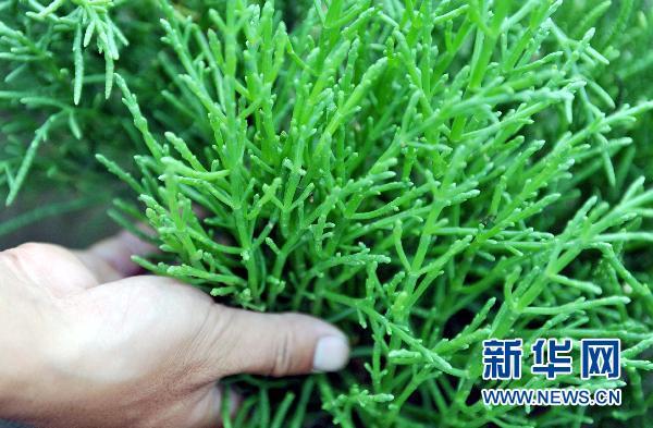 这种海水蔬菜学名为西洋海笋,由盐生植物专家冯立田博士带队从国外