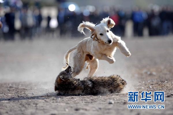 吉尔吉斯斯坦的猎鹰节