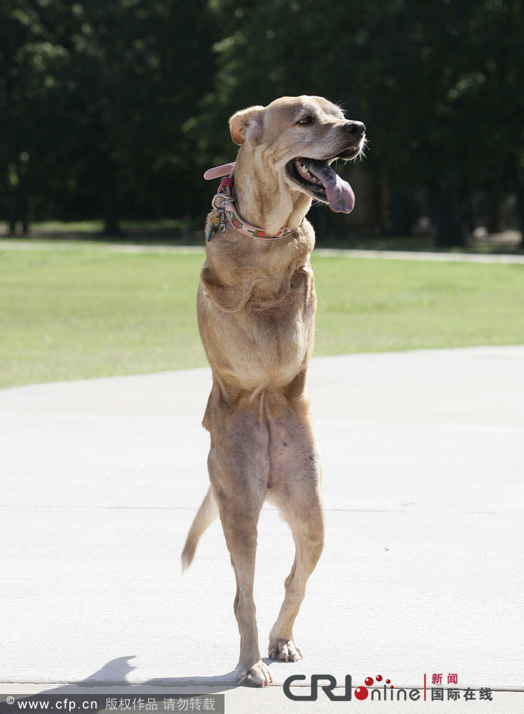 直立行走的它是生活在美国的狗坚强(组图)_信