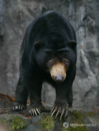 韩国公园一只马来熊逃脱当局动用直升机搜寻