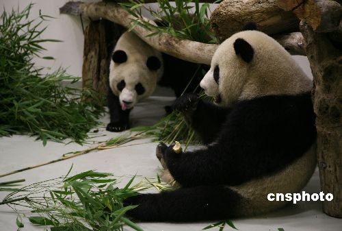 组图大熊猫团团圆圆住进台北新家大快朵颐