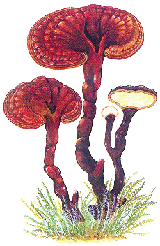 中国昆虫学会会员老蒋 五云山找蝴蝶采到野生赤芝