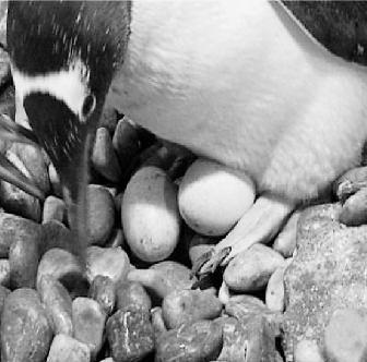 企鹅妈妈头一回下蛋第一窝企鹅宝宝有望下月诞生